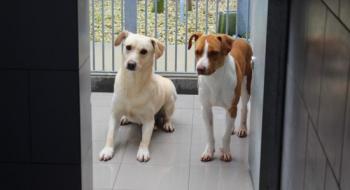 Ourém deixa o Centro Intermunicipal de Recolha de Animais Errantes