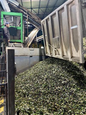 COOPERATIVA DE OLIVICULTORES REGISTA UMA DAS MELHORES CAMPANHAS DE SEMPRE