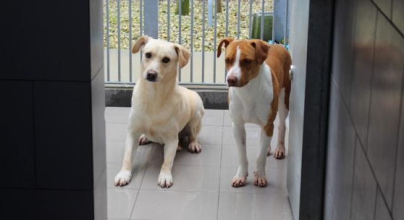 Ourém deixa o Centro Intermunicipal de Recolha de Animais Errantes