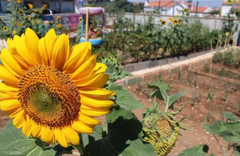 Associação Mãos Unidas com Maria inaugura horta comunitária 